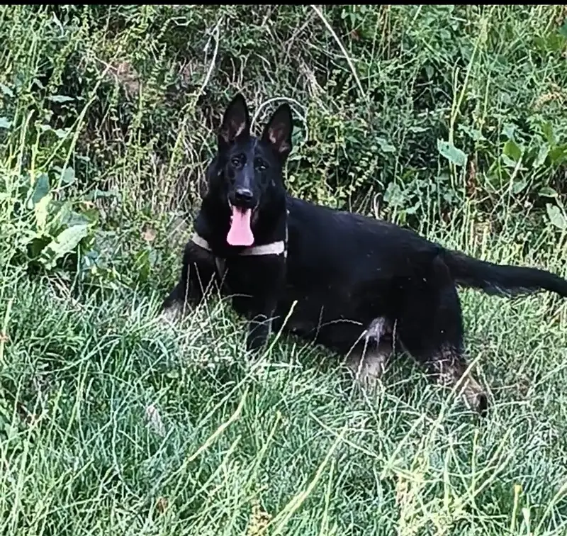 DDR working line german shepherd  | GSD puppies | german shepherd — photo 5