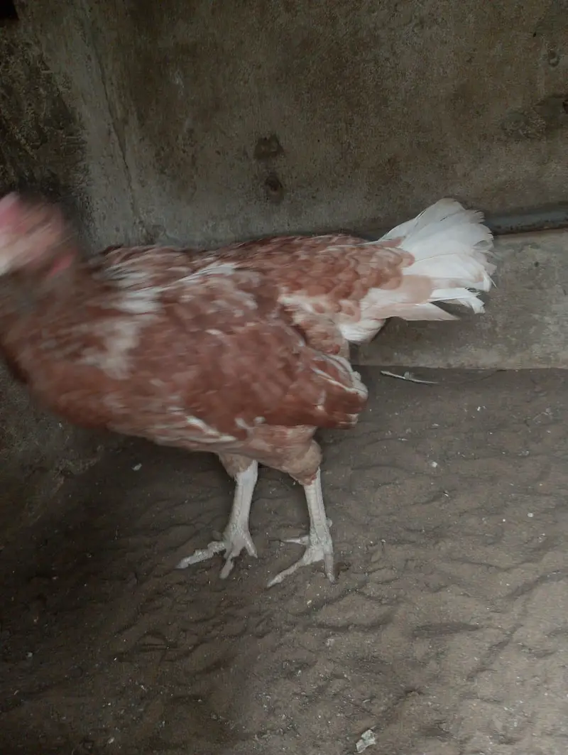 aseel mianwali breed — photo 2