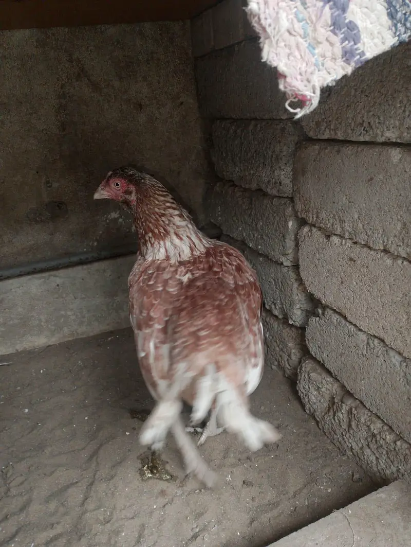 aseel mianwali breed — photo 3