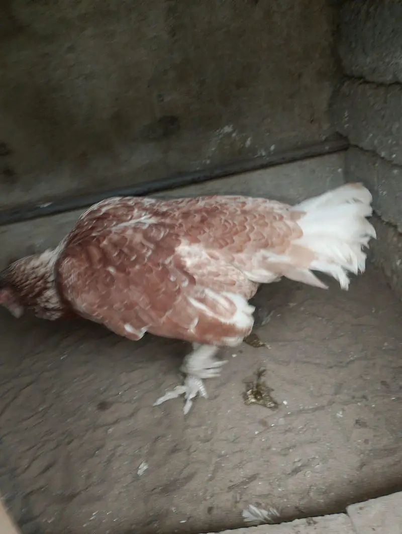 aseel mianwali breed — photo 5