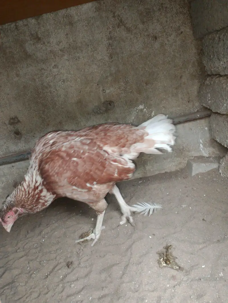 aseel mianwali breed — photo 6