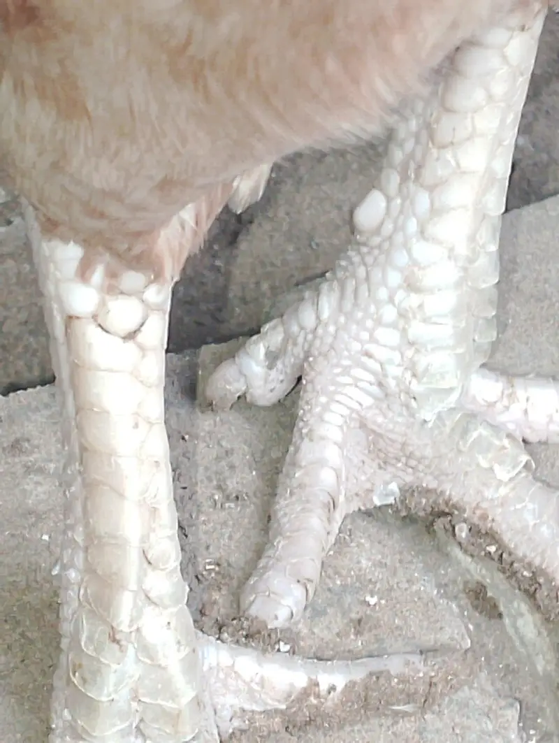 aseel mianwali breed — photo 7