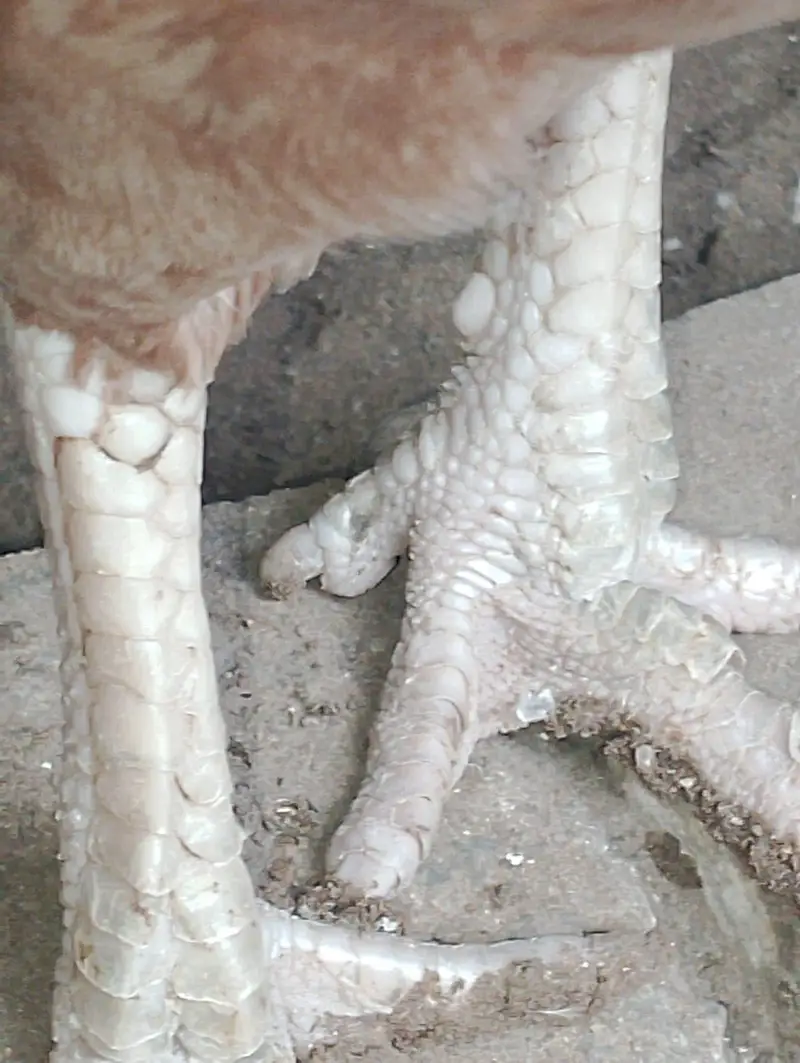 aseel mianwali breed — photo 8