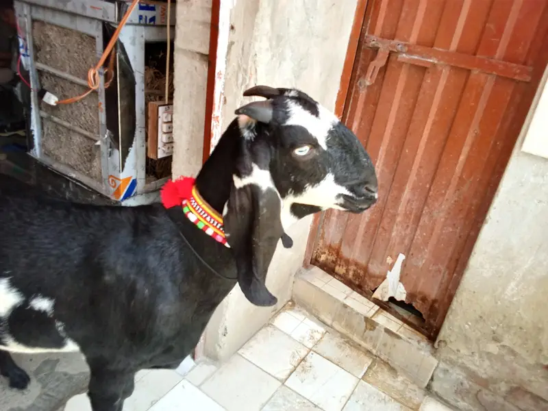 Beetal Amritsari Female & Desi Male Goat | Goats for sale