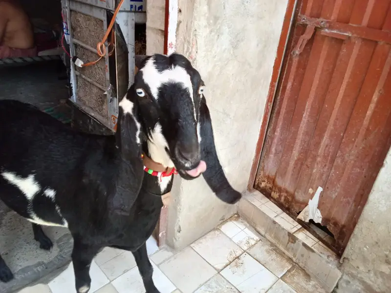 Beetal Amritsari Female & Desi Male Goat | Goats for sale — photo 2