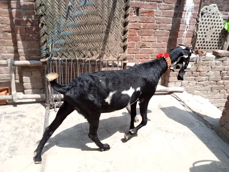 Beetal Amritsari Female & Desi Male Goat | Goats for sale — photo 3