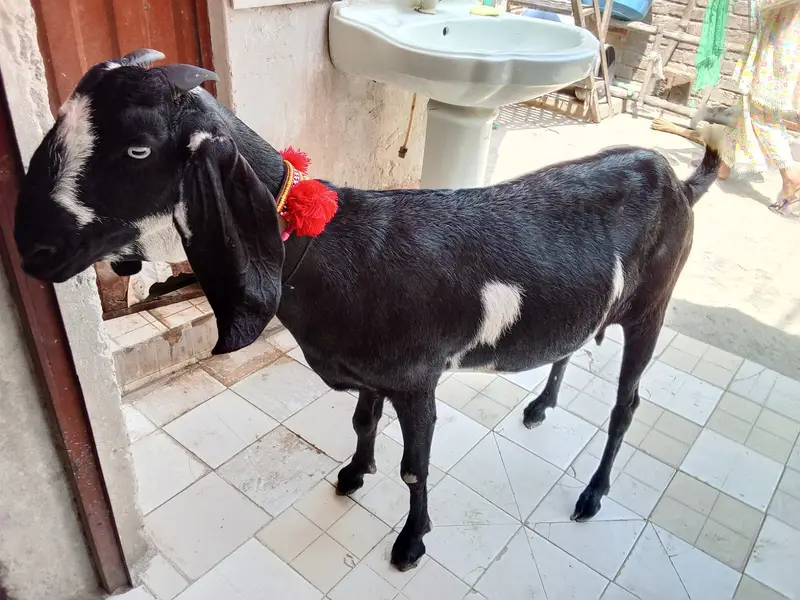 Beetal Amritsari Female & Desi Male Goat | Goats for sale — photo 4