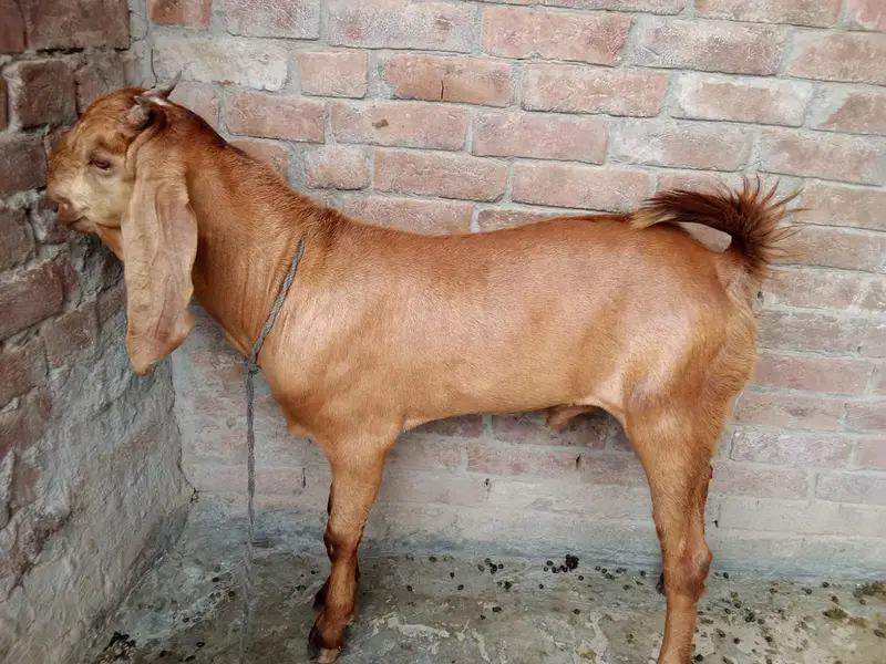 Beetal Amritsari Female & Desi Male Goat | Goats for sale — photo 5
