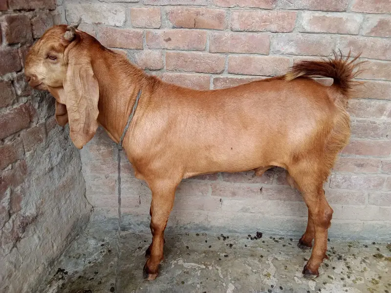 Beetal Amritsari Female & Desi Male Goat | Goats for sale — photo 6