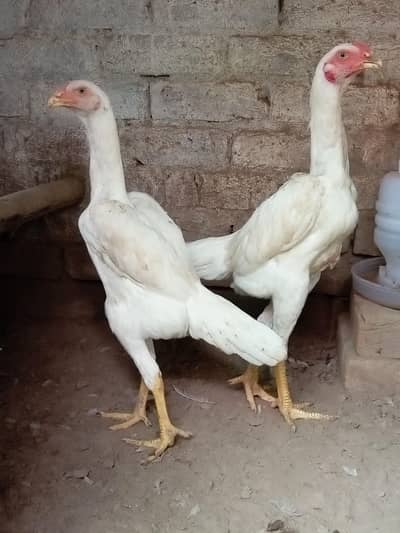 home breed ha paper white shamo