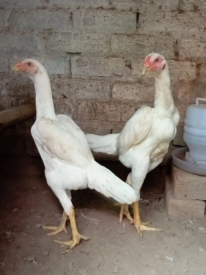home breed ha paper white shamo — photo 2