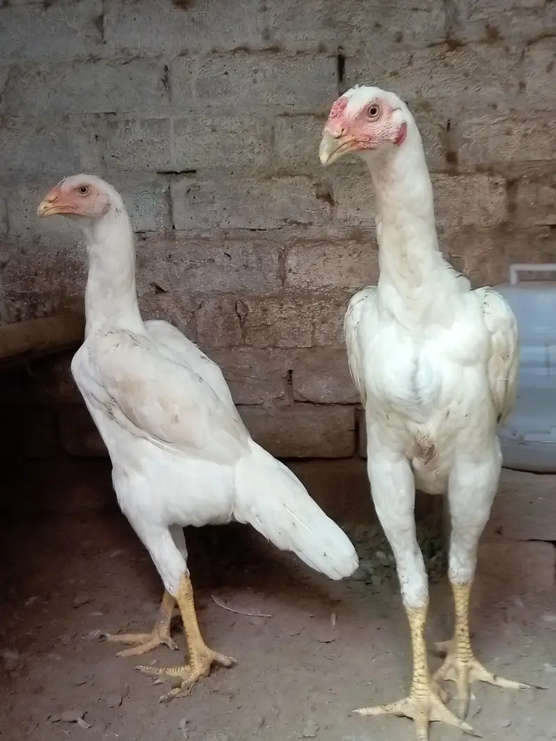 home breed ha paper white shamo — photo 3