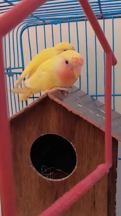 love bird for sell