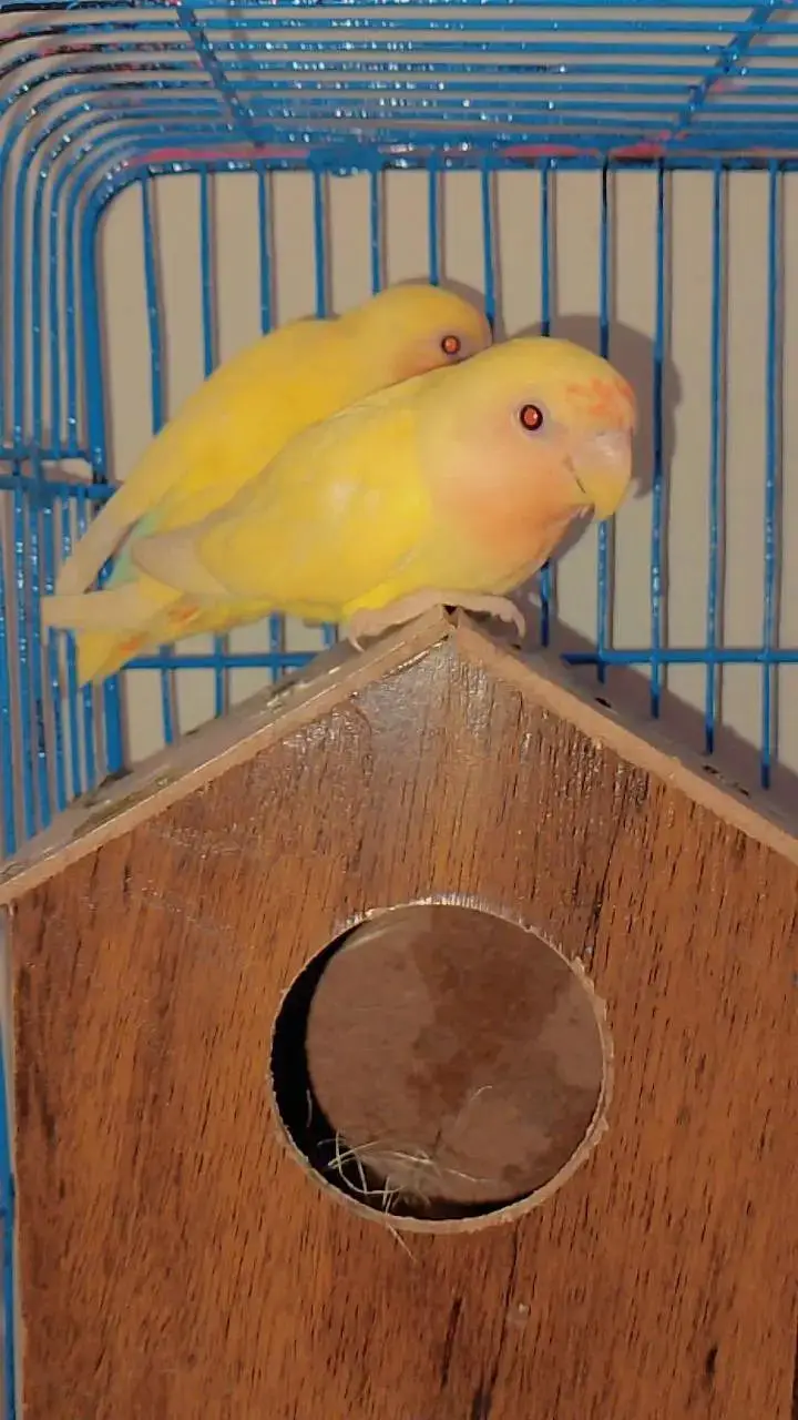 love bird for sell — photo 2