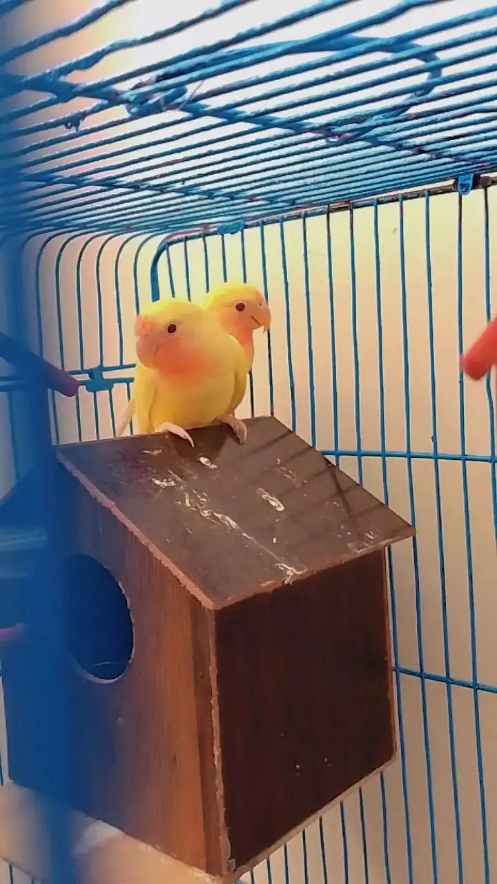 love bird for sell — photo 3