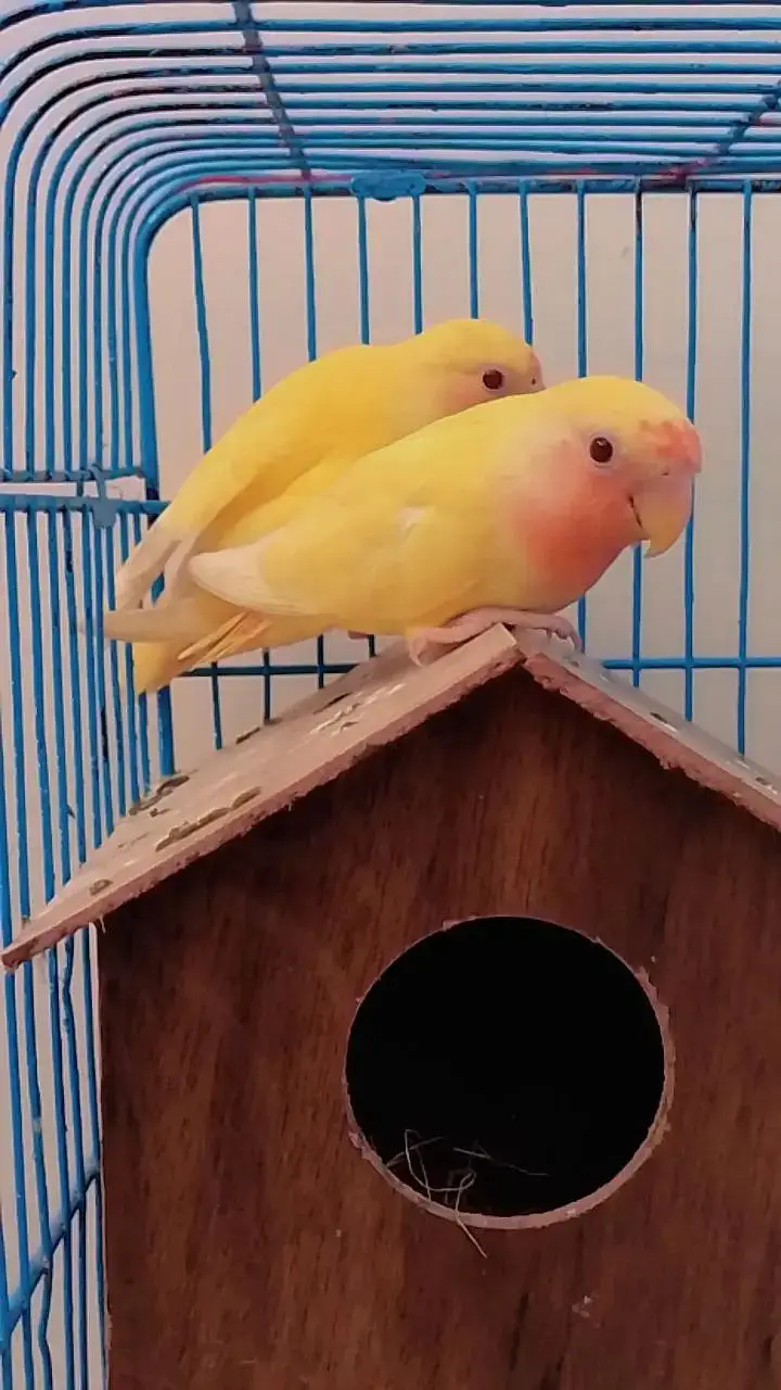 love bird for sell — photo 4