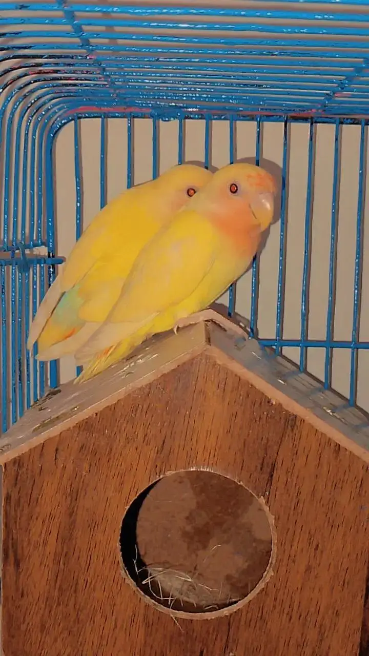 love bird for sell — photo 5