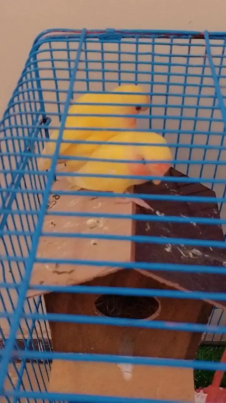 love bird for sell — photo 6