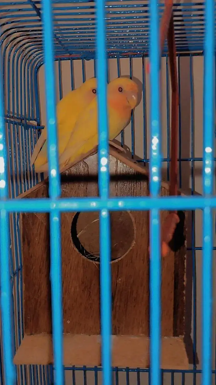 love bird for sell — photo 7