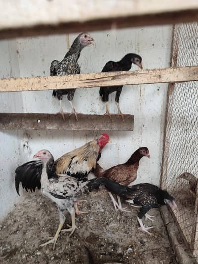 Aseel hens 10 + Aseel Cock 1