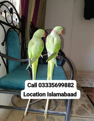 Pair Hand Tamed Friendly Kashmiri Raw Parrot's Male/Female