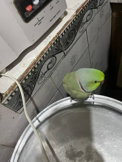 Handtame and talking parrot looking for new shelter