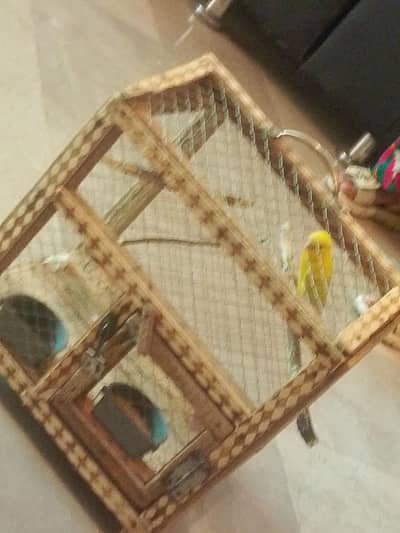 a beautiful budjie with cage