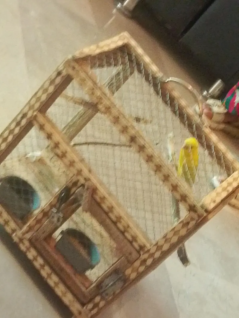 a beautiful budjie with cage
