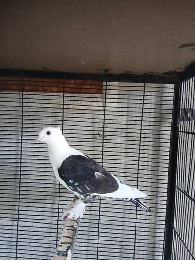 Black cherry male available 3417364953