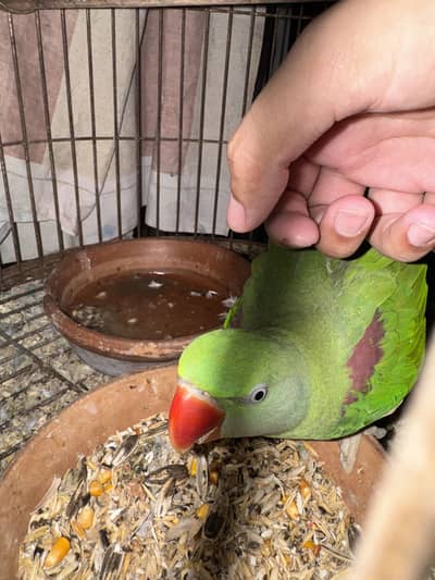Tamed Raw Female with cage