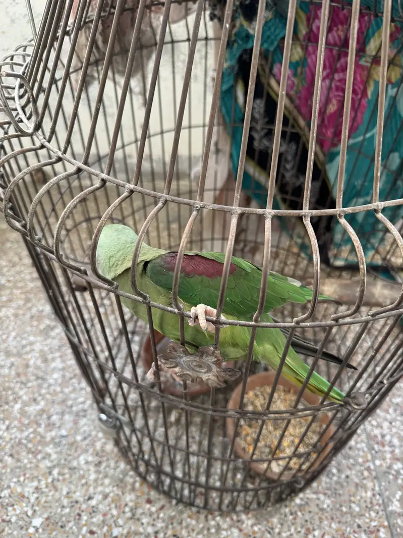 Tamed Raw Female with cage — photo 2