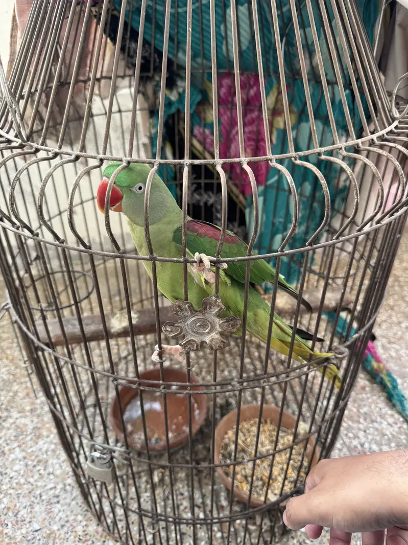 Tamed Raw Female with cage — photo 3