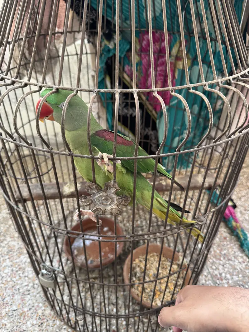 Tamed Raw Female with cage — photo 4