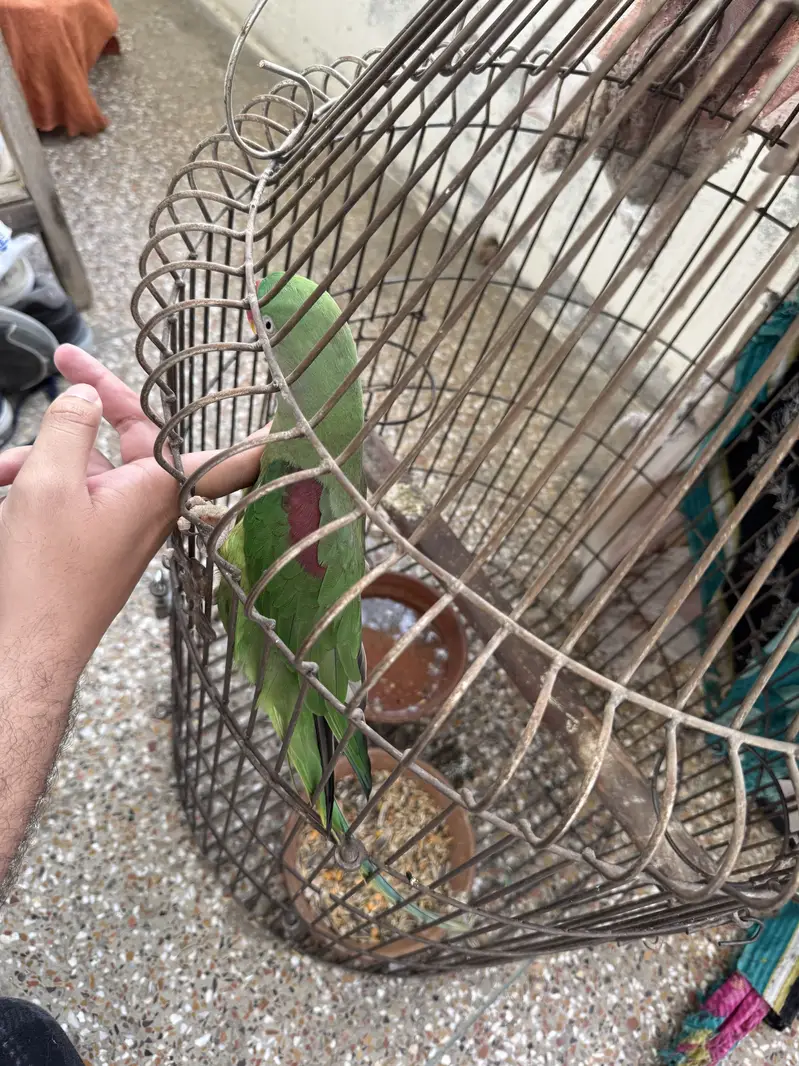 Tamed Raw Female with cage — photo 5
