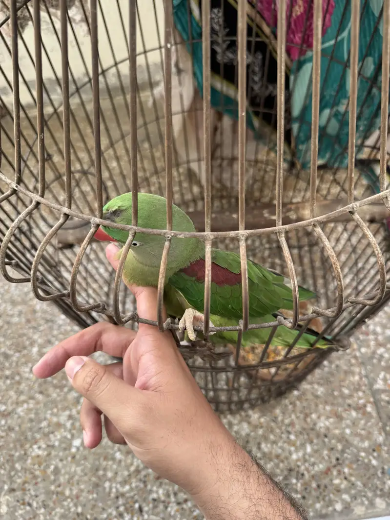 Tamed Raw Female with cage — photo 6