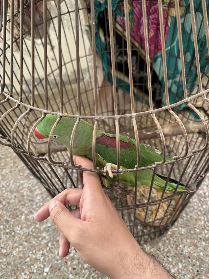 Tamed Raw Female with cage — photo 7