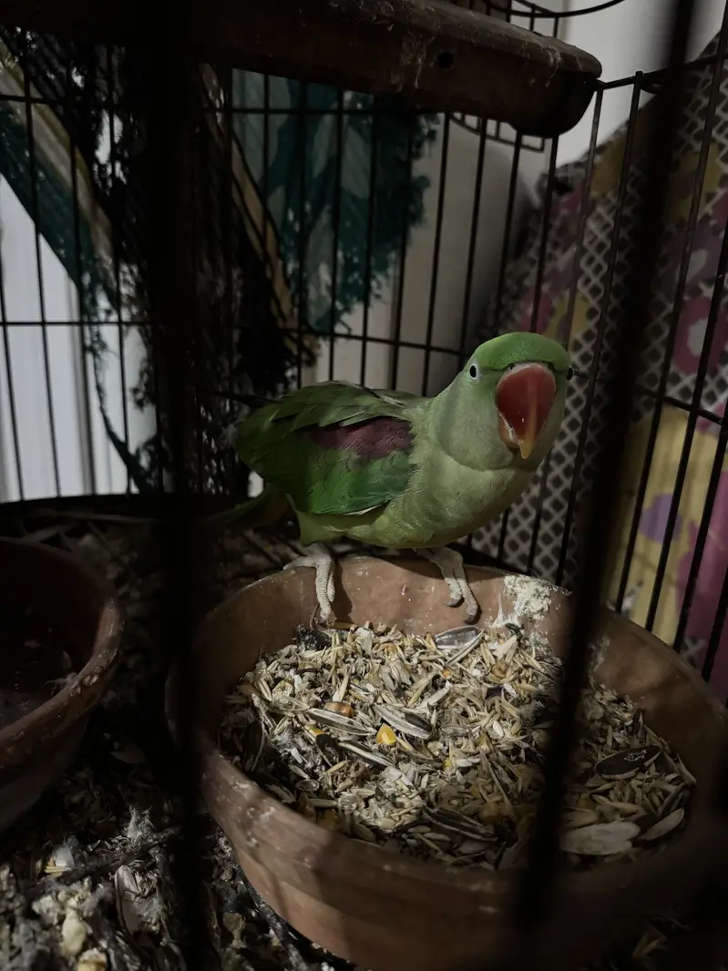 Tamed Raw Female with cage — photo 9