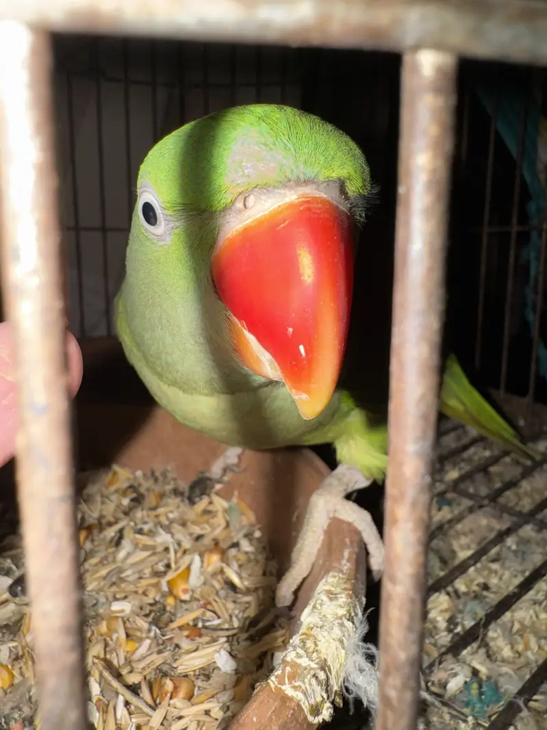 Tamed Raw Female with cage — photo 10