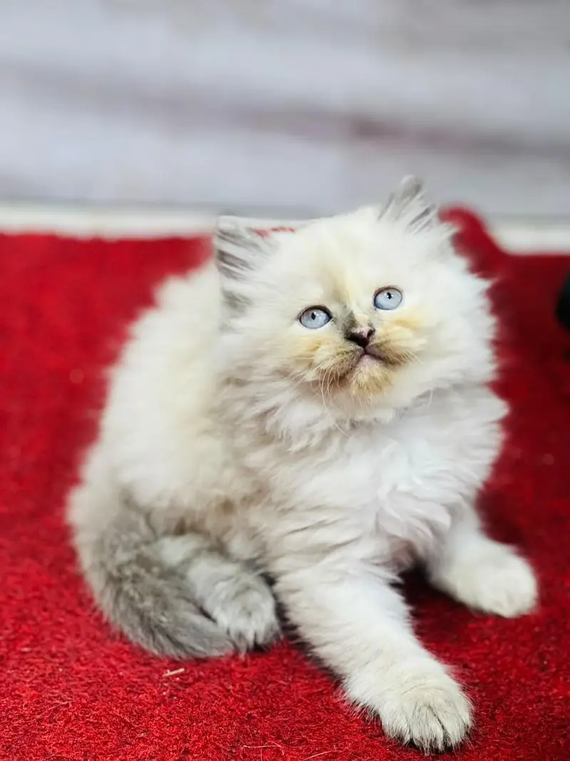 Persian cat and kitten punch face triple coated — photo 2