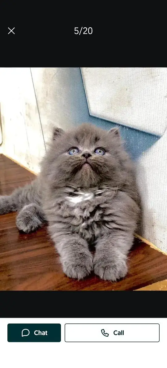 Persian cat and kitten punch face triple coated — photo 5