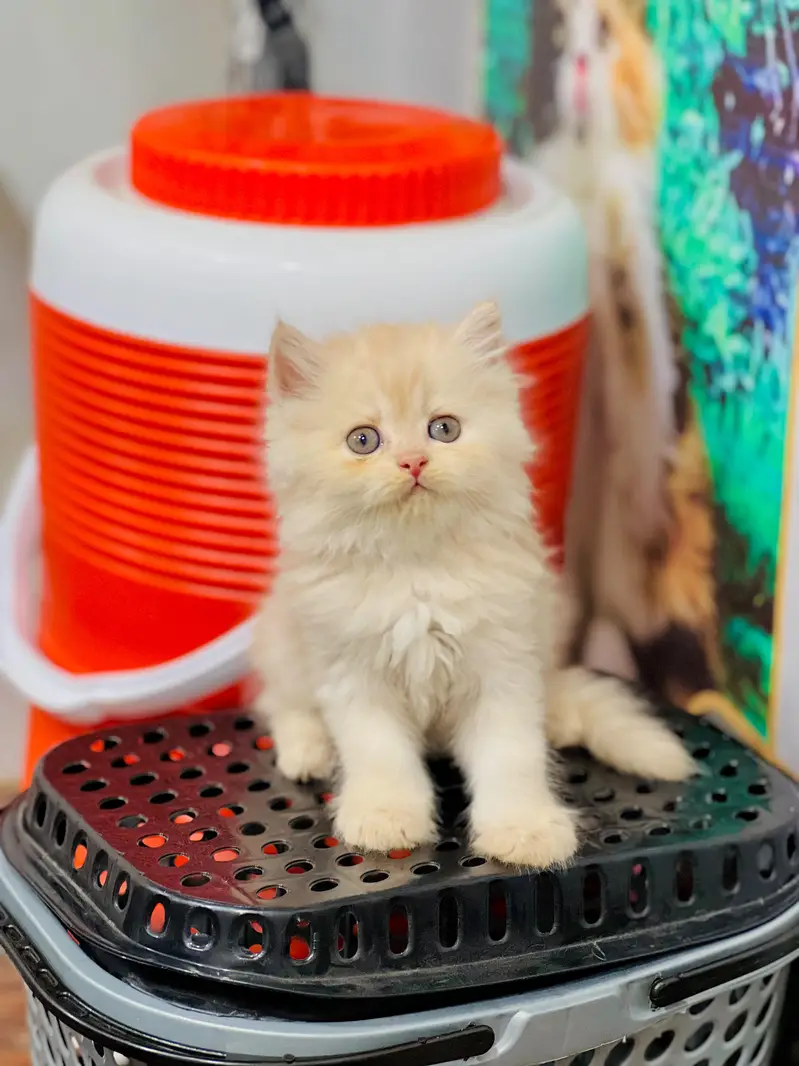 Persian cat and kitten punch face triple coated — photo 6