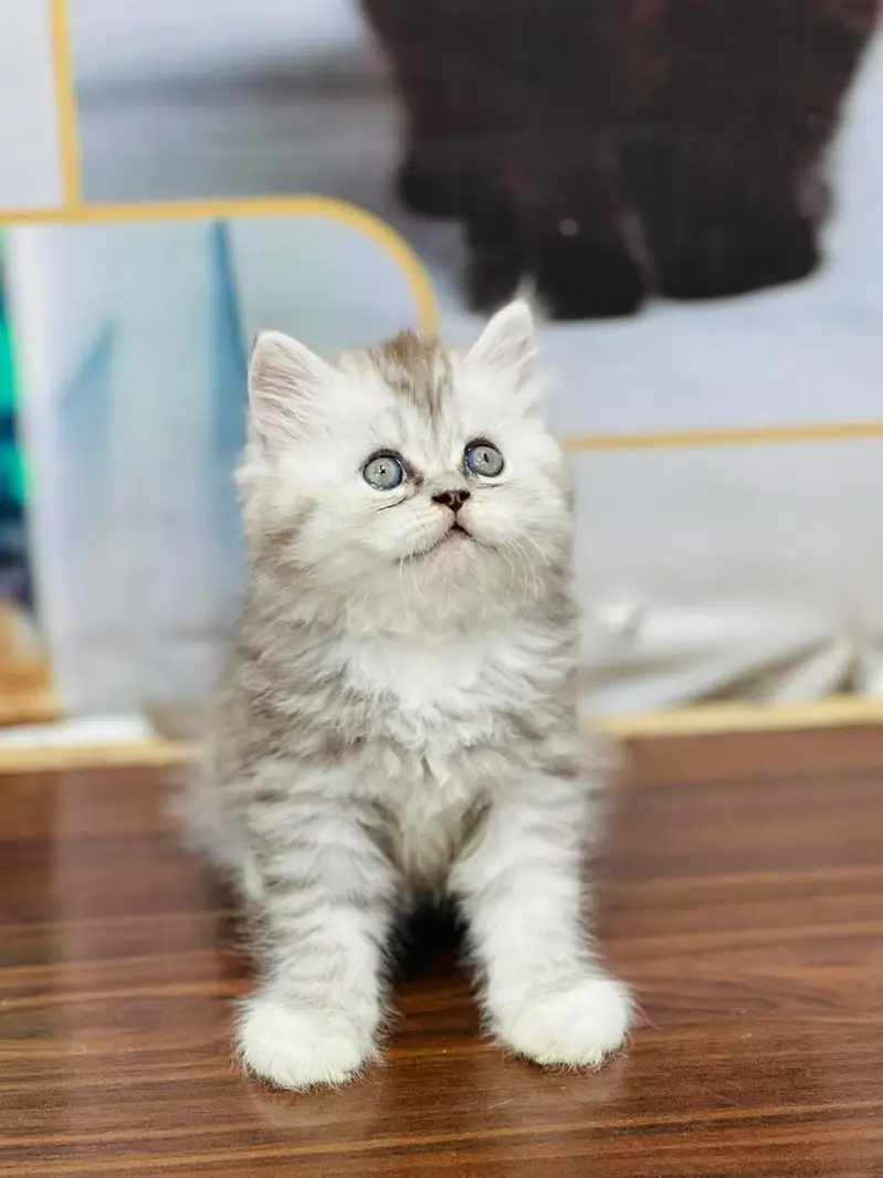 Persian cat and kitten punch face triple coated — photo 7