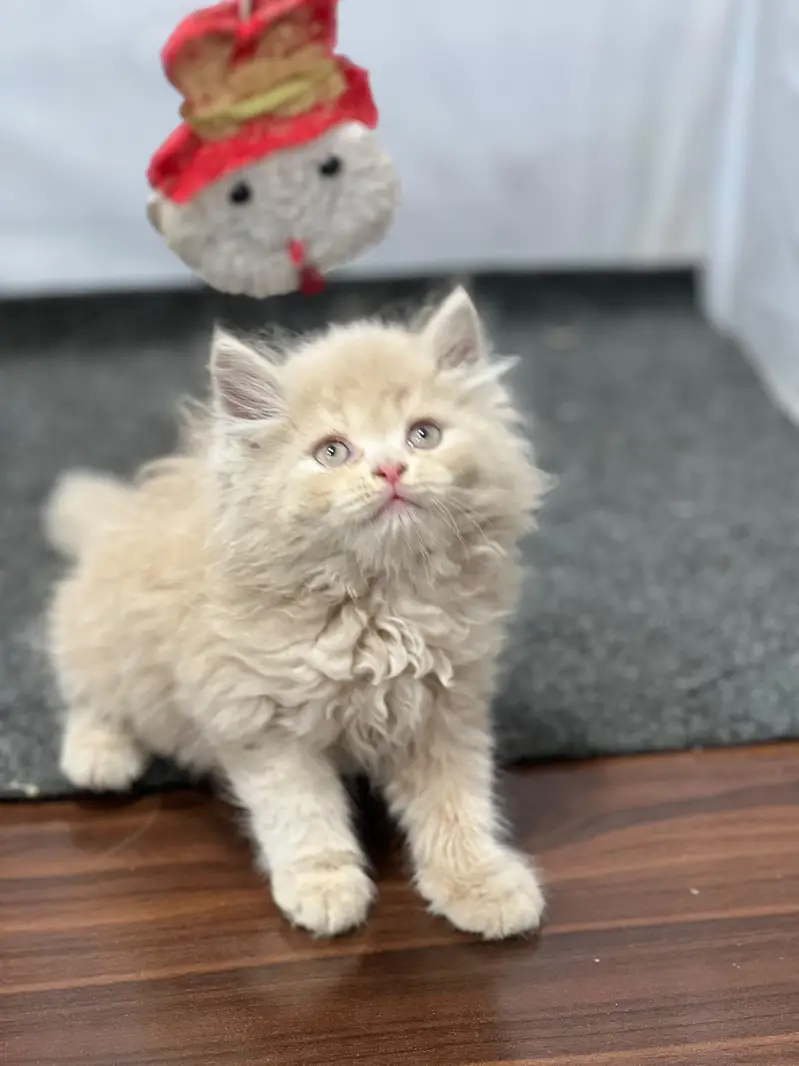 Persian cat and kitten punch face triple coated — photo 8