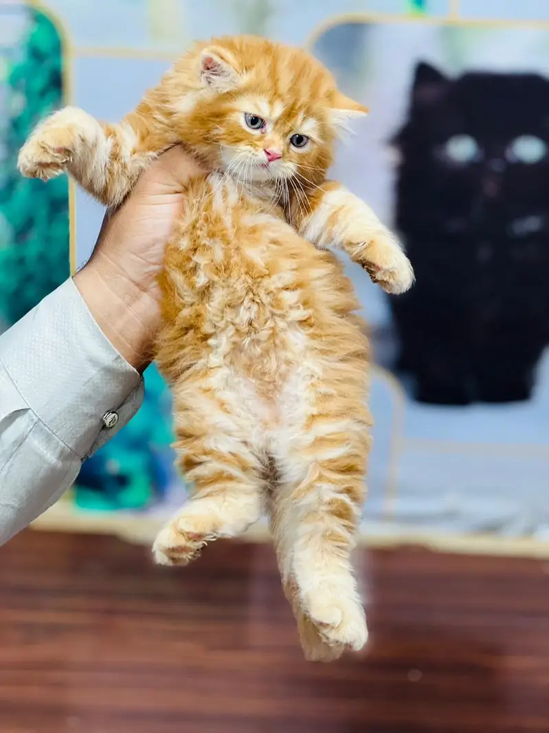 Persian cat and kitten punch face triple coated — photo 9