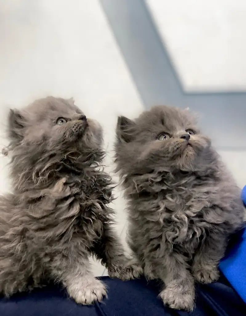 Persian cat and kitten punch face triple coated — photo 10