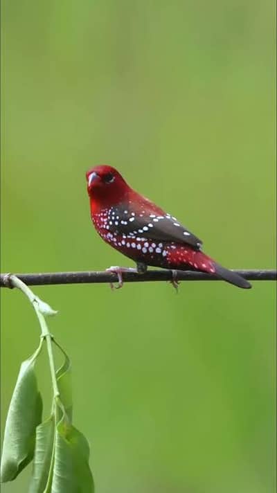 Strawberry Finch Healthy and Active