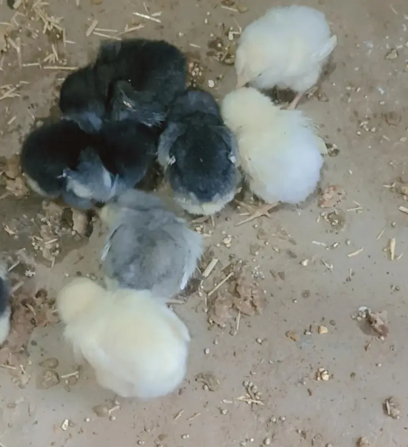 Shamo Aseel For Sale Islamabad | Shamo Chicks & Eggs For Sale — photo 2