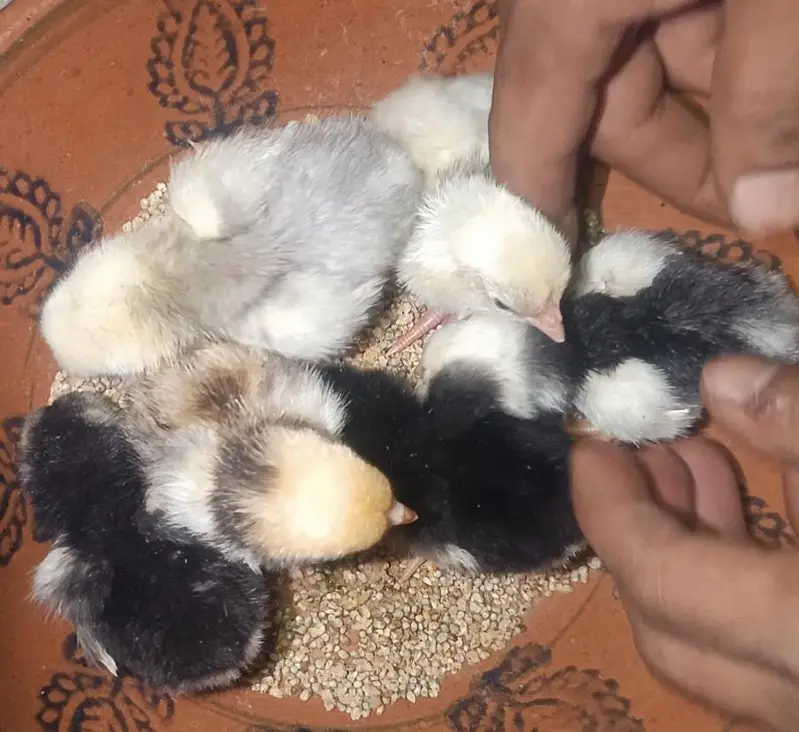 Shamo Aseel For Sale Islamabad | Shamo Chicks & Eggs For Sale — photo 3