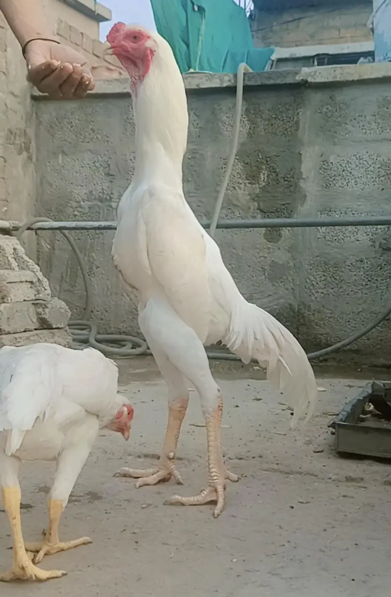 Shamo Aseel For Sale Islamabad | Shamo Chicks & Eggs For Sale — photo 4