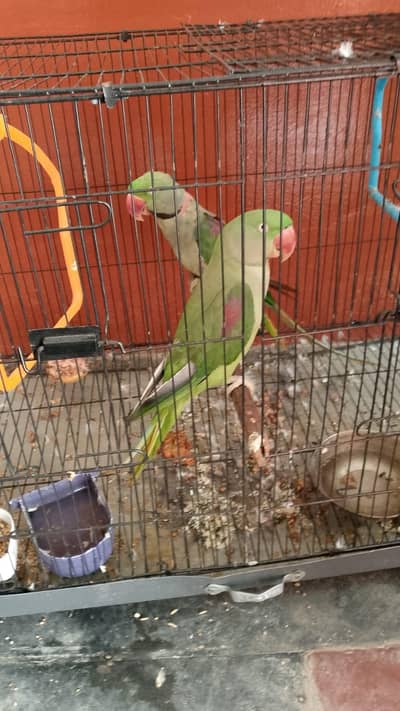 1 male raw parrot age 3 years ha